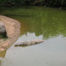 Crocodile at Lake Victoria
