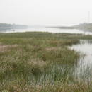 Flooded marshland (heavily contaminated with Schistosoma japonicum) at a side arm of Yangtse river near Wuhan, China